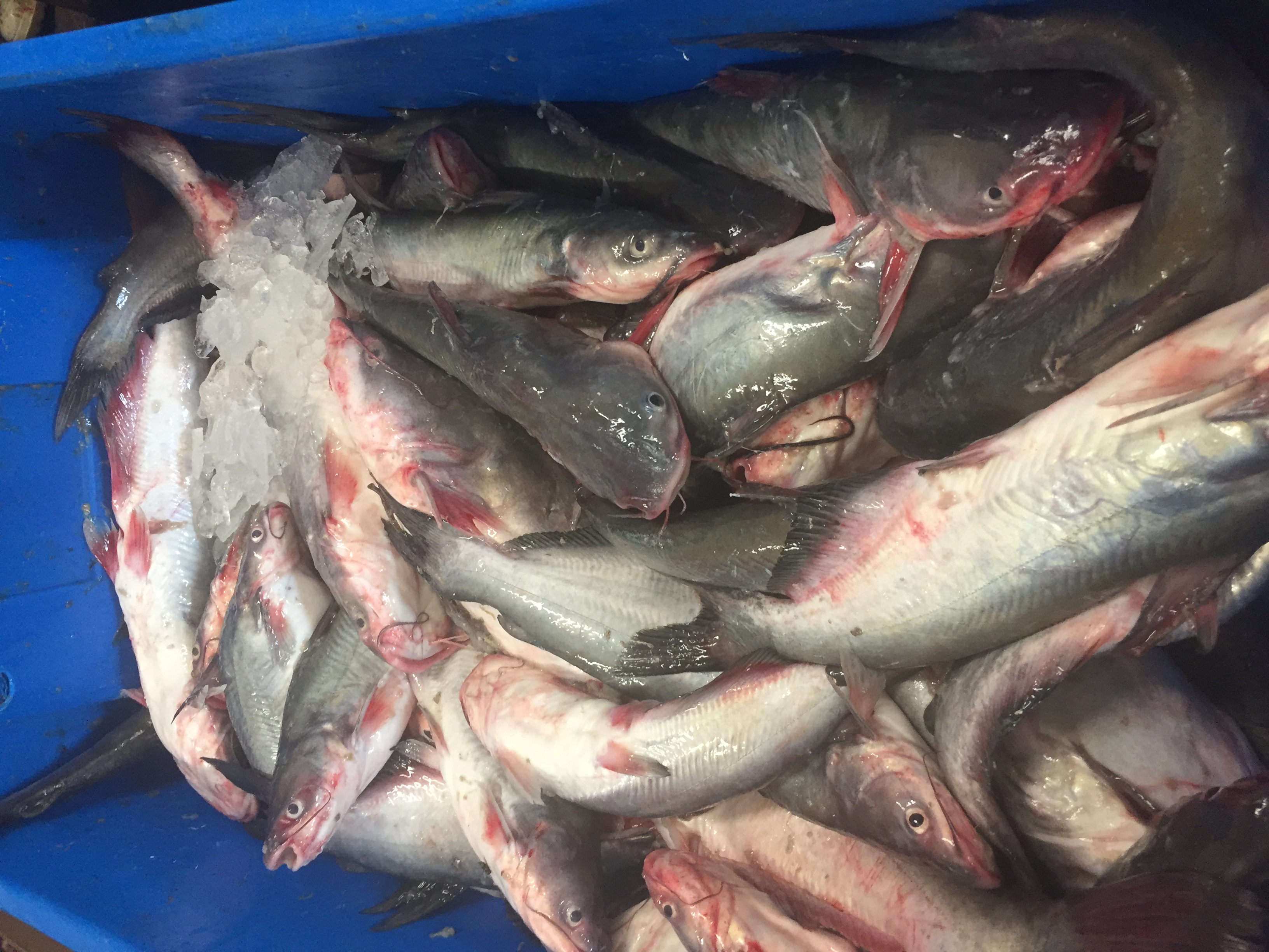 Catfish processors compliant with USDA regulations